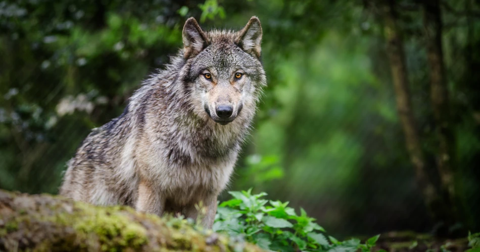 Top 10 Things to Explore in Mount Shasta for Adventure Seekers